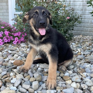German Shepherd Dog Puppy Zana