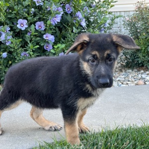 German Shepherd Dog Puppy Zana