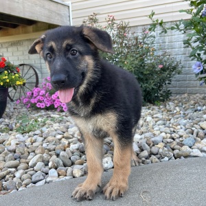 German Shepherd Dog Puppy Zana