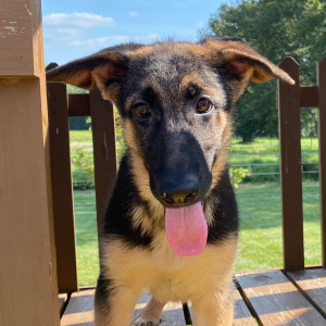 German Shepherd Dog Puppy Zana