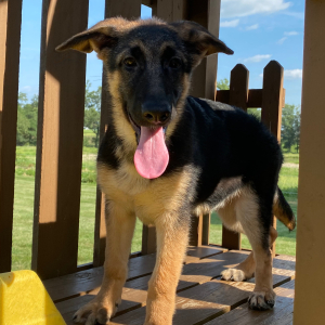 German Shepherd Dog Puppy Zana