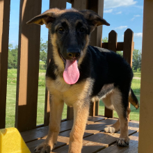 German Shepherd Dog Puppy Zana