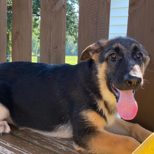 German Shepherd Dog Puppy Zana