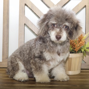 Poodle Puppy Rhett