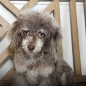 Poodle Puppy Rhett