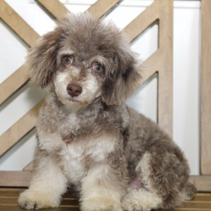 Poodle Puppy Rhett