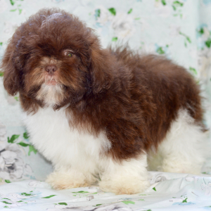 Shih Tzu Puppy Cami