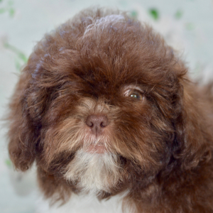 Shih Tzu Puppy Cami