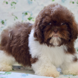 Shih Tzu Puppy Cami