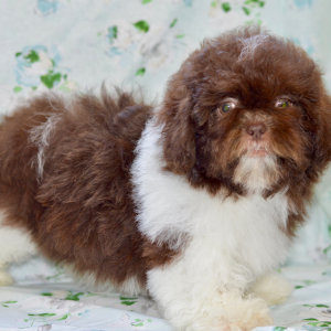 Shih Tzu Puppy Cami