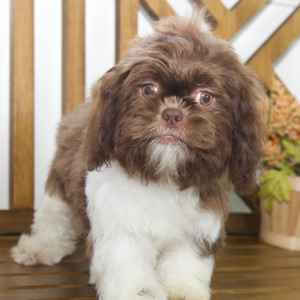 Shih Tzu Puppy Cami