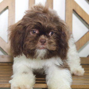 Shih Tzu Puppy Cami