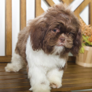 Shih Tzu Puppy Cami