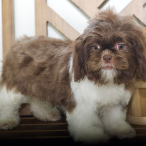 Shih Tzu Puppy Cami