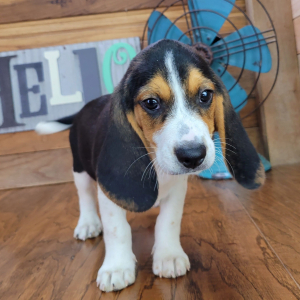 Beagle Puppy Oscar