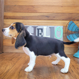 Beagle Puppy Oscar