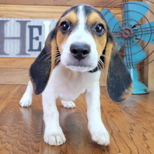 Beagle Puppy Oscar