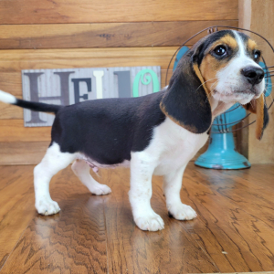 Beagle Puppy Oscar