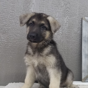 German Shepherd Dog Puppy Thomas
