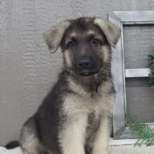 German Shepherd Dog Puppy Thomas