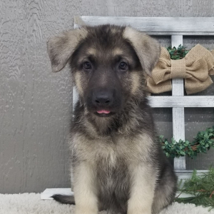 German Shepherd Dog Puppy Thomas