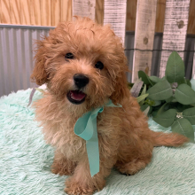 Cavapoo Puppy Jacob