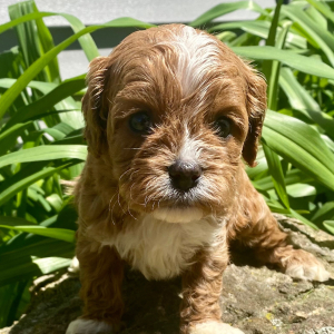 Cavapoo Puppy Shiloh