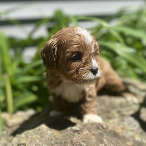 Cavapoo Puppy Shiloh