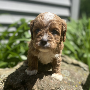 Cavapoo Puppy Shiloh