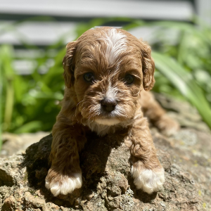 Cavapoo Puppy Shiloh