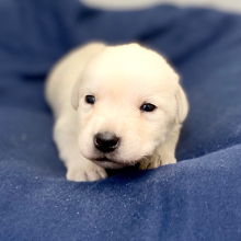 Labrador Retriever Puppy Levelle