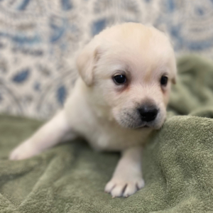 Labrador Retriever Puppy Levelle
