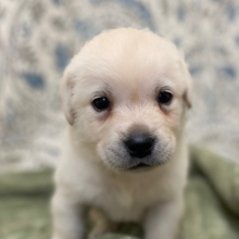 Labrador Retriever Puppy Levelle