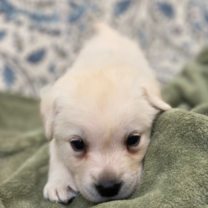 Labrador Retriever Puppy Levelle
