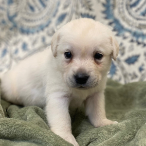 Labrador Retriever Puppy Levelle