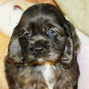 Cocker Spaniel Puppy Sealy