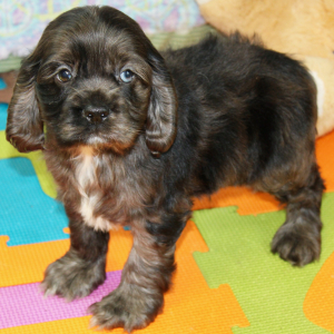 Cocker Spaniel Puppy Sealy