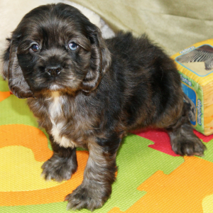 Cocker Spaniel Puppy Sealy