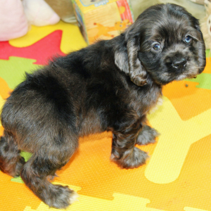 Cocker Spaniel Puppy Sealy