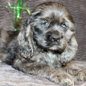 Cocker Spaniel Puppy Sealy