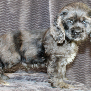 Cocker Spaniel Puppy Sealy