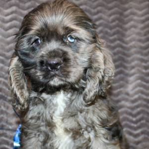 Cocker Spaniel Puppy Sealy