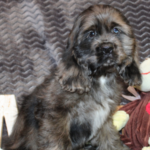 Cocker Spaniel Puppy Sealy