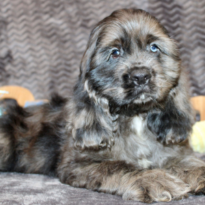 Cocker Spaniel Puppy Sealy