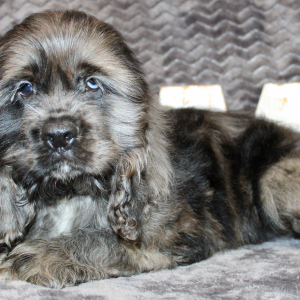 Cocker Spaniel Puppy Sealy