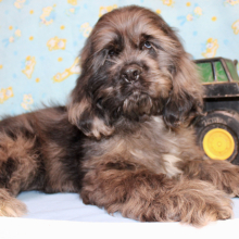 Cocker Spaniel Puppy Sealy