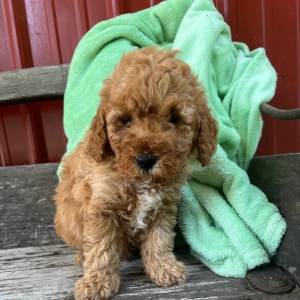 Goldendoodle Puppy Micky