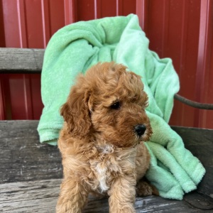 Goldendoodle Puppy Micky