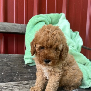 Goldendoodle Puppy Micky