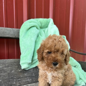 Goldendoodle Puppy Micky